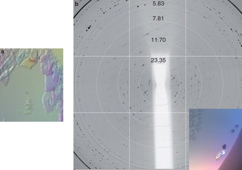 Figure 7. Xylh crystals and corresponding diffraction patterns. (a) Initial crystal which disappeared within 20 min, and (b) a cluster of crystals diffracting to approximately 7 Å. Diffraction images were collected on beamline I03 at Diamond Light Source using a wavelength of 0.9763 Å and an oscillation range of 1.0°. This Figure is reproduced in colour in the online version of Molecular Membrane Biology.