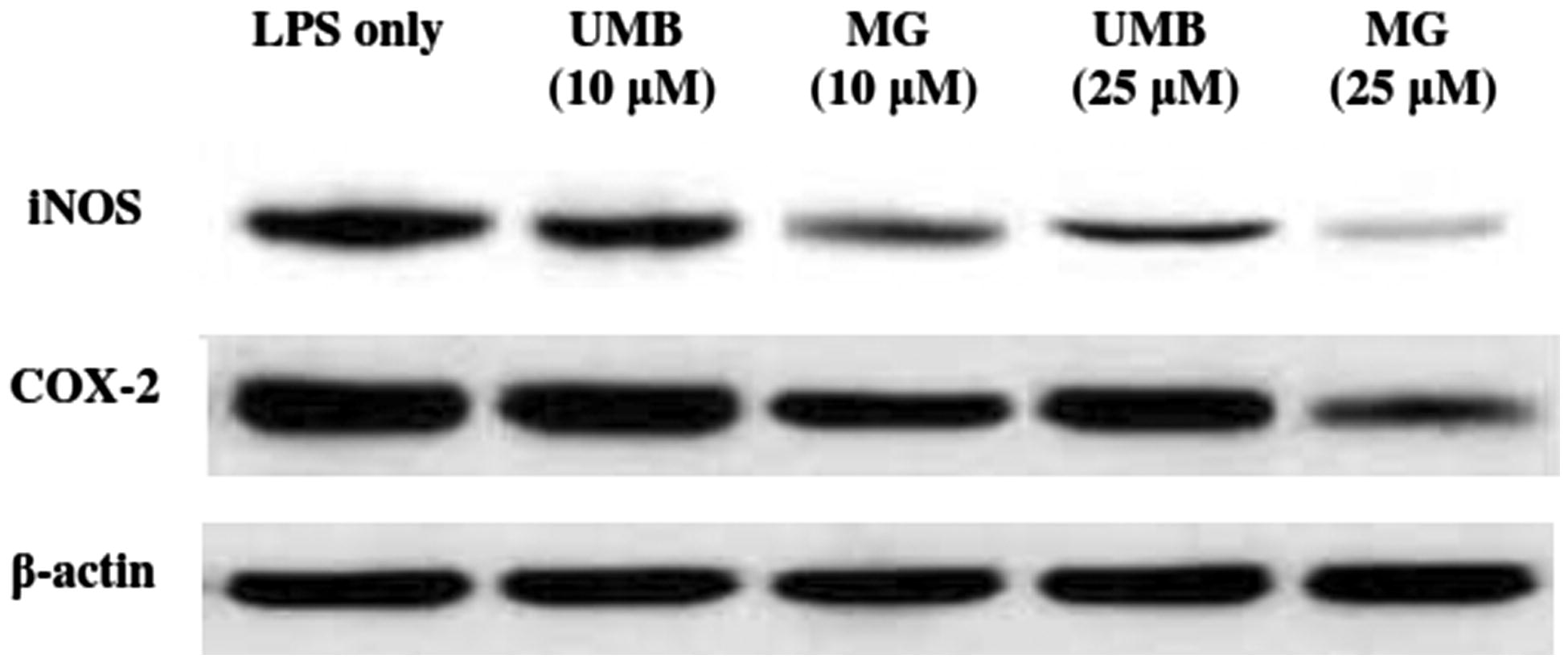 Figure 7. Effect of UMB and MG (10 and 25 μM) on LPS-/IFNγ-induced iNOS, COX-2 and β-actin expression in cultured macrophages. Lysates were prepared from macrophages incubated for 24 h with LPS (10 ng/ml) + IFNγ (100 ng/ml) alone or in combination with test terpenoid coumarins. Cell lysates were then isolated and subjected to Western blot analyses as outlined in Methods. Picture shown is a representative blot from each indicated regimen.