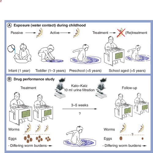 Figure 1. Natural history of infection with schistosomiasis begins soon after birth often by exposure to domestic water collected from environmental sources.(A) As the child gains independence, exploration of these water bodies continues and infections are accrued. Upon reaching school, where treatment is given, worm burdens are reduced by treatment with praziquantel, however, the child will become re-infected upon subsequent water contact. (B) Conceptualization of treatment study measuring the performance of praziquantel. Children within a school are selected and offered treatment. These same children are re-examined typically 24 days later and cure rate is determined as a percentage of those who have stopped shedding parasite eggs. Cure rates typically range from absolute (100%) down to 75%, but in some instances can be much lower.