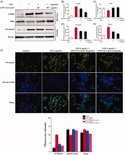 Figure 5. Effect of GNP-CK-CopA3 on LPS-induced NF-κB activation. (A) RAW264.7 cells were treated with GNP-CK-CopA3 for 1 h prior to LPS (1 μg/mL) for 4 h. The protein expression of p-IκBα, IκBα in the cytoplasm and NF-κB p65 in the nucleus were determined by Western blotting. The relative density of (B) p-IκBα, (C) IκBα, (D) NF-κB p65 and (E) Histone. (F) NF-kB nuclear translocation was assessed by immunofluorescence staining for NF-kB p65 antibody (green) and the nuclei were detected by Hoechst (blue). The p65 nuclei-positively stained cells were quantified as the percentage of control group. Densitometric analysis was done by ImageJ software. Data are presented as mean ± SEM. *p < .05 and **p < .01 vs. normal control group; #p < .05 vs. LPS-treated group. All treatments were performed three times (n = 3).