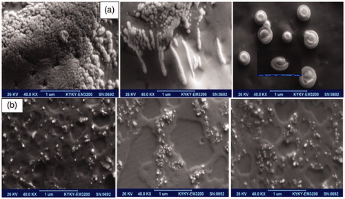 Figure 6. Presentation of various kinds of SEM pictures of ZnO (c) nanoformulation containing (a) fine nanospherical-shaped, nanorod–nanotubes mixture, and rare beautiful snail-shaped images with functionalized surface, (b) the luminance nanoparticles through the extended nanorods in ZnO (a) nanocomposites along with homogeneous pattern.