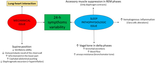 Figure 2 COPD pathophysiology in determining nocturnal symptom variability.