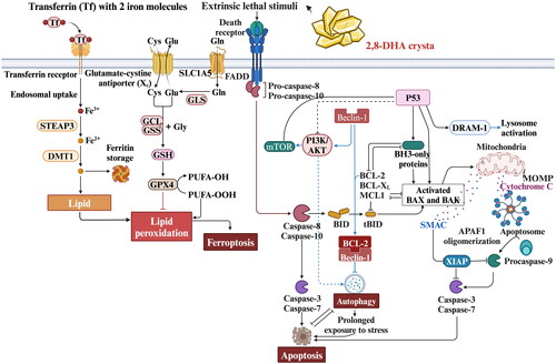Figure 6. Processes of the major mechanism of adenine-induced renal programmed cell death.