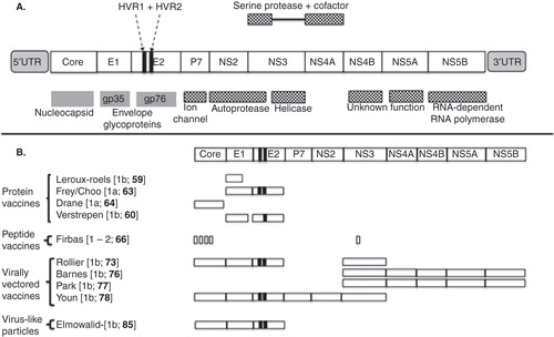 Figure 1. HCV genome structure and vaccine immunogens. (A) Organisation of the HCV genome: HCV, a single-stranded RNA virus of ∼ 9.5 kb, consists of a single open-reading frame and two untranslated regions. HCV is transcribed as a single polyprotein, which is cleaved by a host signal protease in the structural region and the HCV-encoded serine protease in the NS region. The hypervariable regions of E2 (HVR1 + HVR2) are indicated by dashed arrows. The protein products of cleavage are shown. The structural regions consist of core and the two envelope proteins, gp35 and gp76. The NS proteins are shown and their functions are described where known. (B) Prophylactic vaccines for HCV tested in primates (including man) are listed according to the lead author of the paper in which they are described. The relative coverage of the HCV genome by vaccine immunogen is shown. The genotype of the immunogen encoded in each vaccine is shown in parenthesis with the paper reference [].