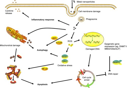 Figure 2 Possible toxic mechanisms of metal NPs in HaCaT cells.Notes: Metal NPs induce ROS explosion intracellularly, and the accumulation of NPs might result in the following effects: cell-cycle arrest, which is associated with DNA damage and chromatin structure remodeling caused by oxidative stress (G2/M cell-cycle arrest prevents DNA-damaged cells from entering mitosis to repair DNA and induce apoptosis); expression of epigenetic related genes, resulting in modifications of chromatin structure and alterations in gene expression; and mitochondrial damage and alteration of apoptosis and autophagy-related genes, which lead to autophagy and mitochondrial apoptosis.Abbreviations: NPs, nanoparticles; ROS, reactive oxygen species.