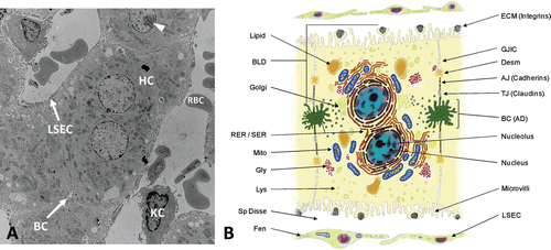 Figure 3.  Histological and architectural structure of the liver parenchyma and endothelium. (A) Transmission electron micrograph of whole liver showing histotypic configuration and cytoarchitecture of hepatocytes (HC), including bile canaliculi (BC) and nucleoli (arrowhead). Sinusoids contain red blood cells (RBC) and resident macrophages (Kupffer cells, KC), and are lined with sinusoidal endothelial cells (LSEC). (B) Diagram illustrating the diverse morphological features of the mature hepatocyte including bile canaliculi, junctional complexes, and various subcellular organelles. Hepatocytes exhibit cellular polarity of subcellular organelles, cytoskeletal elements, and biochemical composition of membrane domains. BLD, basolateral domain; AD, apical domain; RER, rough endoplasmic reticulum; SER, smooth endoplasmic reticulum; Mito, mitochondria; Gly, glycogen granules; Lys, lysosomes; Sp Disse, space of Disse; Fen, fenestrations; ECM, extracellular matrix; GJIC, gap junction intercellular communication; Desm, desmosome; AJ, adherence junction; TJ, tight junction; BC, bile canaliculi; LSEC, liver sinusoidal endothelial cell.