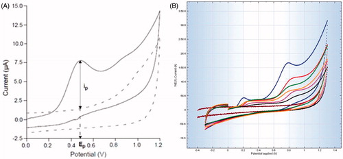 Figure 1. Cyclic voltammograms analysis of rat liver homogenate in phosphate buffer saline. (A) The background (phosphate buffer alone) has been subtracted to estimate the peak anodic current (ip) i.e. total antioxidant potential. (B) Rat liver tissue, the superimposed voltammograms of (1) normal, (2) Silymarin (25 mg/kg)-treated, (3) WRF (200 mg/kg)-treated, (4) WRF (10 mg/kg)-treated, (5) WRF (50 mg/kg)-treated, (6) APAP-treated and (7) blank (phosphate buffer alone).