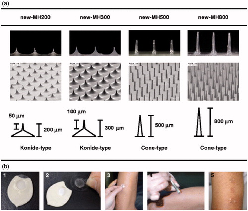 Figure 8. The new-MHs and procedure of new-MH application to the human skin. (a) The new-MHs contain 200 microneedles in an area of 0.8 cm2. New-MH200 and new-MH300 have 200 μm and 300 μm cone-type microneedles of 50 μm and 100 μm lengths, respectively. New-MH500 and new-MH800 contain cone-type microneedles of 500 μm and 800 μm length, respectively.(b) New-MH was fixed to the plastic case as a new-MH formulation (1) was adhered to the center of a 2.3 cm2 adhesive film (2) was put on skin of the lateral upper arm (3) was applied by impact of a handheld spring-type applicator (4) and was removed 6 h after application (5).Reprinted with permission from Hirobe et al. (Citation2013).