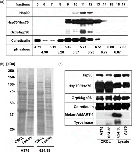 Figure 1. Composition of CRCL prepared from human melanoma cell lines. (a) 15 mg of total protein from A375-MEL cell lysate were loaded onto a Rotofor device and FS-IEF was performed. Twenty fractions (each 2.5 ml) were harvested and aliquots of 15 µl were analysed by SDS-PAGE and Western blot for human Hsp90, Hsp70/Hsc70, Grp94/gp96 and calreticulin, using specific antibodies. Chaperones were detected in fractions 9-13, spanning a pH range from 5.4–6.5. (b) Fractions 9–13 of eight to ten independent Rotofor runs were combined to yield the CRCL. CRCL and cell lysates were analysed by SDS-PAGE and subsequent Western blot. Equal protein amounts of lysates and CRCL preparations, respectively, were loaded. Membranes stained with Ponceau S show the overall protein patterns of CRCL and cell lysates from melanoma cell lines A375-MEL and 624.38-MEL. (c) Membranes were developed using antibodies to chaperones, Hsp70/Hsc70, Hsp90, Grp94/gp96, calreticulin, and melanoma-associated antigens, tyrosinase and Melan-A/MART-1.