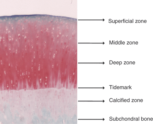 Figure 1. Structure of cartilage. The main difference observed between the chondrocytes in hyaline cartilage is their morphological variation between the zones. Chondrocytes in the superficial zone are flattened and elongated, whereas the cells in the middle zone appear rounded and those in the deep zone have an ellipsoid morphology.