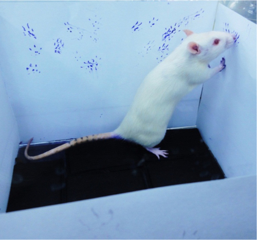 Figure S4 An open-field acrylic box with dimensions of 30 × 30 × 30 cm3 was placed in a room with minimum noise. The bottom consisted of several foam stamp pads. The rats got their paws covered in ink and left footprints on the paper when they stood on their hind limbs and touched the walls of the box with their forelimbs.