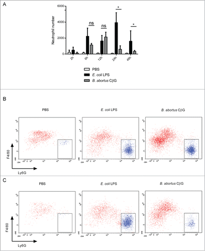 Figure 4. Brucella CβG induces a transient neutrophil recruitment at 12 h post-injection. (A) Cells were extracted from mouse ears at 2 h, 6 h, 12 h, 24 h and 48 h following injection with PBS (white bars), E. coli LPS (black bars) or Brucella CβG (gray bars) (see Fig. 3) and neutrophils were quantified by flow cytometry. Mean ± SD of 3 independent experiments is represented here, Mann-Whitney test, one-tailed (analysis on GraphPad Prism) has been done and P < 0.05 is denoted by “*."(B) Dot-plots of neutrophil recruitment to the ear at 12 h post-injection with PBS, E. coli LPS or CβG. Cells were gated on CD45+, MHC II−, CD11b+, Ly6C+. Neutrophils represented in blue population are negative for F4/80 and positive for Ly6G. (C) Dot-plots of neutrophil recruitment to the ear at 24 h post-injection with PBS, E. coli LPS or CβG. Cells were gated on CD45+, MHC II−, CD11b+ and Ly6C+. Neutrophils (in blue) are negative for F4/80 and positive for Ly6G. Three independent experiments were carried out, and one representative is shown here.