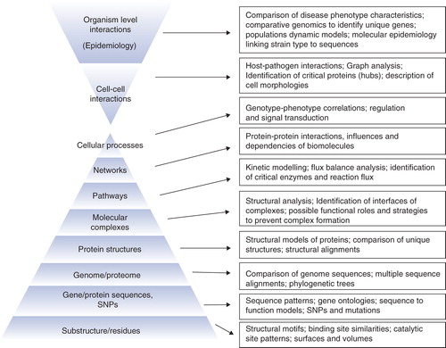 Figure 2. Various levels of hierarchy at which a system can be studied to identify drug targets. Some are already being used widely, but some have the potential to be explored in the coming years for target discovery. The lower pyramid illustrates the different levels of organization in the cell, while the upper pyramid illustrates high order interactions, at cellular levels as well as organismal levels.