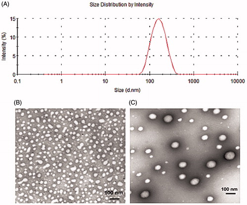 Figure 3. Morphology and size distribution of PSA and PSA/mRNA nanoparticles were evaluated at PSA:mRNA (W/W)ratio of 4. (A) Size and distribution of PSA/mRNA nanoparticles by intensity. TEM image of (B) naked PSA and (C) PSA/mRNA nanoparticles (1% phosphotungstic acid-negative staining).