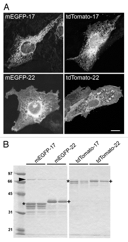 Figure 2. Characterization of the fluorescent proteins used in this study. (A) Distribution of the proteins after transfection into cultured cells. CV1 cells were fixed and imaged 24 h after transfection with FP-17 or FP-22. Scale bar, 10 μm. (B) SDS-PAGE analysis of the recombinant proteins. The same fluorescent variants as in (A) were purified from bacteria with the GST-fusion protein system. The asterisks and crosses indicate the bands corresponding to full-length FP-17 and FP-22, respectively (identified also by Western Blot in the case of mEGFP, see Figure 3). The lower bands are due to degradation occurring during the purification procedure. The arrowhead indicates the bacterial DnaK chaperon. Numbers on the left indicate the position and molecular weight (in kDa) of size markers.