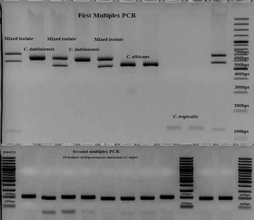 Figure 1. Application of 21-plex PCR for identification of clinical isolates. The majority of the strains were identified in the first multiplex PCR (C. albicans, C. dubliniensis, and C. tropicalis), the isolates of K. marxianus (C. kefyr) by the second multiplex PCR, and the only isolate of Hanseniaspora opuntiae was not identified by any of the PCR reactions.