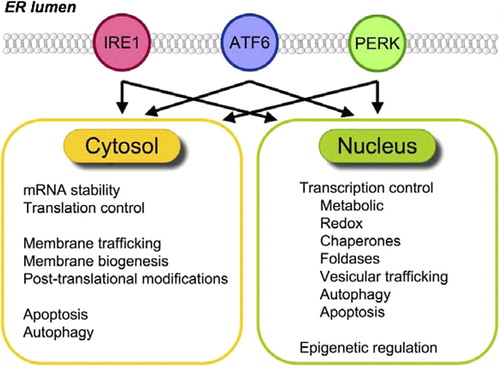 Figure 2. Biological outcomes of UPR signaling. The IRE1, ATF6, and PERK arms of the UPR constitute an integrated response activated upon ER stress that leads to both cytosolic (orange) and nuclear (green) events. The integration of those combined mechanisms controls life and death decisions in cells.