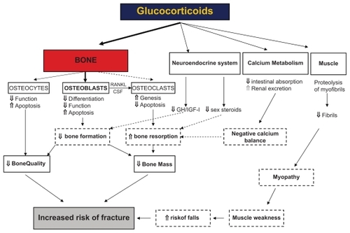 Figure 2 Diagram showing the direct and indirect effects of glucocorticoids on bone leading to glucocorticoid-induced osteoporosis and fractures. Reproduced with permission from Canalis E, Mazziotti G, Giustina A, Bilezikian JP. Glucocorticoid-induced osteoporosis: pathophysiology and therapy. Osteoporos Int. 2007;18(10):1319–1328.Citation149 Copyright © 2007 Taylor & Francis.