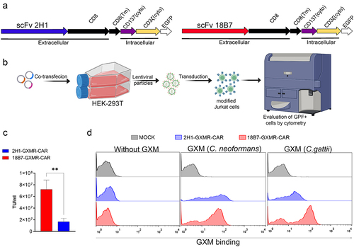 Figure 1. 2H1-GXMR-CAR and 18B7-GXMR-CAR recognize soluble GXM from C. gattii and C. neoformans. (a) scheme of the GXMR-CAR constructs containing antigen binding domains sourced from clones 18B7 (blue) or 2H1 (red) of anti-GXM monoclonal antibody followed by CD8 molecule as hinge/transmembrane domain (black), CD137 as a costimulatory portion (purple), and CD3ζ (yellow) as signaling transduction domain. The enhanced green fluorescence protein (EGFP) is a marker separated by T2A peptide from GXMR-CAR expression. The constructs were called 18B7-GXMR-CAR and 2H1-GXMRCAR. (b) steps of the protocol of co-transfection of GXMR-CAR plasmids and helper plasmids in HEK-293T cells to produce lentiviral particles carrying the DNA sequence of 2H1-GXMR-CAR or 18B7-GXMR-CAR and the lentiviral particles were obtained from the cell supernatant after 24, 48, and 72h post-transduction. The lentiviral particles were concentrated, the titer was calculated as described in the M&M, and the Jurkat cell line was modified by transduction to express GXMR-CAR constructs. (c) Jurkat cells (1×10 [Citation5] cells/well) distributed in a 48-well plate were incubated with lentiviral particles and performed the spinoculation method for transduction, and after 72h the percentage of GFP+ cells were determined by flow cytometry to calculate the lentiviral particles titer for each GXMR-CAR construct. (d) binding assay between Jurkat cells expressing 18B7-GXMR-CAR or 2H1-GXMR-CAR and soluble GXM (10µg/mL) obtained from C. gattii or C. neoformans. After incubation between soluble GXM and GXMR-CAR Jurkat cells was added an anti-GXM murine monoclonal antibody (clone 18B7) followed by the addition of goat anti-mouse IgG secondary antibody biotin conjugated. The presence of GXM on the cell surface was revelead by incubation with streptavidin-PE, and the mean fluorescence intensity (MFI) was measured by flow cytometry. As a negative control, Jurkat cells modified with lentiviral particles carrying GPF alone (pLenti-MOCK) were considered in all steps. Jurkat cells expressing GXMR-CAR or GFP alone (pLenti-Mock) were gated, and the MFI of the interaction of GXM was represented in histograms.