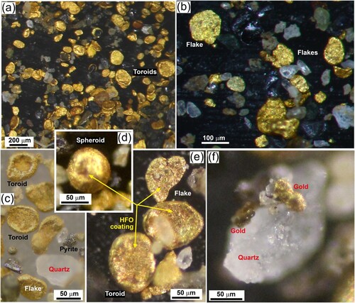 Figure 3. Light microscope views of gold extracted from settling pond sediment. (a) General view showing typical particle sizes and abundance of toroidal shapes. (b) Close view showing rarer flakes and rough irregular fine particles. (c-e) Close view of typical particles. (f) Close view of a quartz sand particle with adhering fine gold particles.