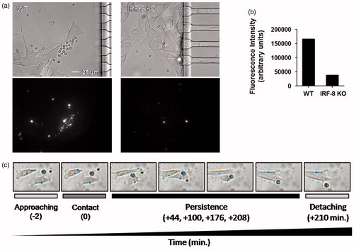Figure 6. WT and IRF-8 splenocyte interaction ability with melanoma cells in first 48 h. (a) Fibroblastoid B16.F10 cells interacting with splenocytes (small circular cells). Upper panels depict phase-contrast microphotographs; lower panels indicate fluorescence microphotographs of labeled splenocytes. (b) Quantification of fluorescence at 48 h of the splenocytes in devices as shown in (a). Histograms depict total fluorescence intensity of labeled splenocytes of the indicated phenotype. (c) Microphotographs showing time-course of B16-WT splenocyte interactions. Time points and interaction phases occurring are indicated below each microphotograph. Numbers in parentheses depict time-course before and after contact phase.