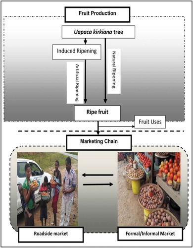 Figure 4. U. kirkiana fruit marketing