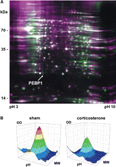 Figure 2 Differential expression of hippocampal proteins after chronic corticosterone. (A) The 2D gel electropherogram shows both spots of the corticosterone group (green) and the sham-treated group (purple) in false-color coding. Overlaid spots appear white. The position of phosphatidylethanolamine binding protein (PEBP1, MW approx. 21 kDa) is indicated by an arrow. (B) Three-dimensional reconstruction of the PEBP1 expression data from the 2D gels show decreased PEBP1 expression after 60 days of corticosterone treatment to roughly half (46%) as compared to the sham-treated group.