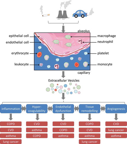 Figure 2. Schematic representation of how respiratory exposure-induced EV may contribute to the pathogenesis of chronic diseases. Respiratory toxicants arise from CS, as well as occupational or environmental sources. Upon inhalation, they come in contact with several cell types of the lungs, including epithelial cells, endothelial cells, alveolar macrophages, monocytes, and circulating blood cells. Exposure to respiratory toxicants causes increased release and altered composition of EV from different cellular sources. The respiratory exposure-induced EV may either remain in the lung lumen or are disseminated via the blood circulation. Locally at the site of exposure as well as systemically, they may promote inflammation, hypercoagulability, endothelial dysfunction, tissue remodeling, and angiogenesis, all of which are interrelated and can further enhance each other. By promoting these biological processes, EV may contribute to the mechanistic link between respiratory exposures and the pathogenesis of respiratory exposure-associated diseases such as COPD, CVD, asthma, and lung cancer. For each biological process, the diseases are sorted according to the strength of evidence for involvement of the respective process in their pathogenesis. This figure contains elements from Servier Medical Art.