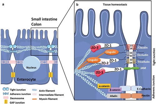 Figure 1. The intercellular junctions between enterocytes at the digestive barrier.(A) Composition and organization of the enterocyte-enterocyte junctions in the intestinal epithelium. Tight junctions (or TJs) are the first intercellular junctions present at the apico-lateral region of enterocytes followed by the adherens junctions (AJs), the desmosomes and finally the GAP junctions at the baso-lateral region. (B) Composition and organization of the TJs and AJs. The TJs and the AJs form circumferential junctions composed by transmembranous proteins, including Claudins, TJ associated Marvel domain containing Occludin, Tricellulin and Marvel D3, and JAMs for TJs and E-cadherin and Nectin for AJs, all connected to the cytoskeleton through various proteins (i.e. Zonula Occludens (ZO1-3) proteins, Cinguline, Catenin and Afadin).