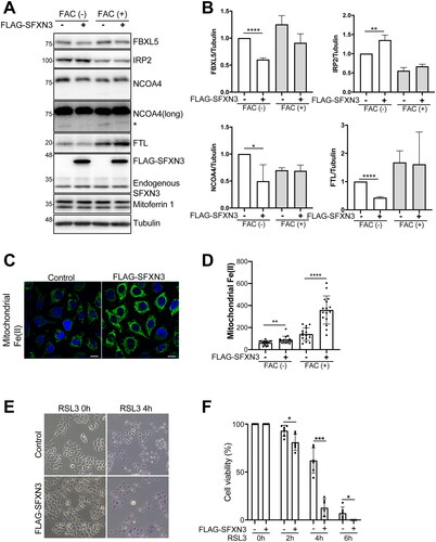 Figure 5. SFXN3 overexpression overcomes iron excess to load Fe(II) to mitochondria but induces ferroptosis sensitivity by RSL3. (A) HeLa or FLAG-SFXN3 stably expressing HeLa cells were treated with 20 µg/mL FAC for 0 or 6 h and protein expression was analyzed by immunoblotting. (B) Quantitative analysis of the data shown in (A). p values were generated using a one-sample t-test. Error bars represent SD from three independent experiments. (means ± SD; *p < .05; **p < .01; ****p < .0001). (C) FLAG-SFXN3 stably expressing HeLa cells were treated with 20 µg/mL FAC for 0, 6 h and mitochondrial Fe(II) was measured by Mito-FerroGreen. Representative images from 6 h-FAC treatment were shown in A. (D) Quantitation of data shown in (C). Error bars represent SD from three independent experiments. (means ± SD; **p < .01; ****p < .0001). (E) Cells were treated with 0.25 µM RSL3 for 0, 2, 4 or 6 h. Dead cells were stained with trypan blue. Representative images from 0 and 4 h-RSL3 treatment were shown in C. (F) Quantitation of data shown in C. Error bars represent SD from three independent experiments. (means ± SD; *p < .05; ***p < .001).