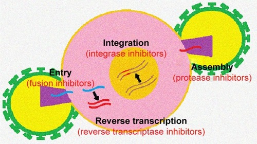 Figure 1 Targeting site of antiretroviral drugs at different stages of the viral cycle.