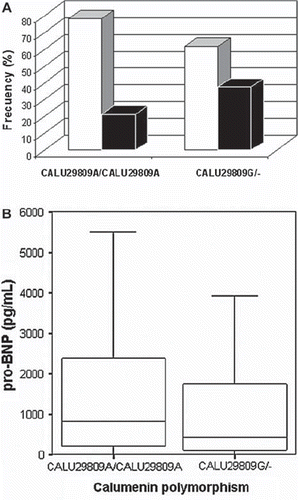 Figure 1. A: Relationship between CALU A29809G genotype and calcification score: high calcification score patients (empty bars), low calcification score patients (full bars). B: NT-proBNP levels according with CALU A29809G genotype.