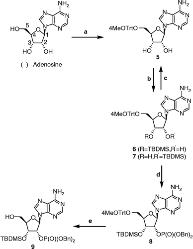 Scheme 1 Synthesis of phosphorylated adenosine 9. Reagents, conditions and yields: (a) 4-MeOTrtCl, DMF, rt, 3 days (60%); (b) TBDMSCl, imidazole, DMF, rt, 20 h (6: 40%, 7: 37%); (c) 7, TBAF, THF, 0°C, 2 h (99%); (d) i. 6, dibenzyl diisopropylphosphoramidite, 1H-tetrazole, CH2Cl2, 0°C, 30 min; ii. m–CPBA, 0°C, 30 min (55%); (e) dichloroacetic acid, CH2Cl2, rt, 4 h (91%).