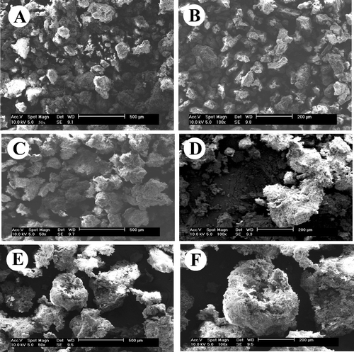 FIG. 3 Scanning electron microscopy of captopril granules with different coatings. Coating of PVP (panels A and B, magnification × 50 and × 100); coating of ethyl/methylcellulose (panels C and D, magnification × 50 and × 100, respectively), and coating of ethylcellulose (panels E and F, magnification × 50 and ×100, respectively).