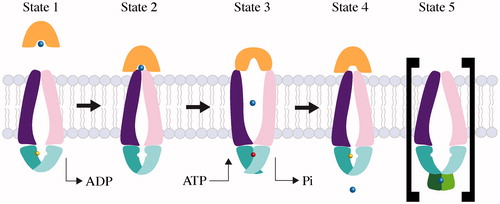 Figure 2. Mechanism of Type I ABC importers. Two TMD subunits are colored purple and pink, and two NBD subunits are colored as cyan and magenta. The periplasmic binding proteins are colored orange and the substrate is represented by a blue sphere. ATP and ADP are shown as a red and yellow sphere, respectively. The substrate-loaded SBP binds to inward-facing conformation of transporter (State 1), and induces a partial closure of two NBD subunits (State 2). Binding of ATP triggers closure of the two NBDs, reorientation of TMD subunits, and opening of the SBP, resulting in release of substrate to the TMD subunits (State 3). The dissociation of ADP molecules resets the transporter back to an inward resting state (State 4). The inhibited state (State 5) is shown in brackets; when cytoplasmic substrate levels are high enough, substrate binds the RDs preventing conformation change and ATP hydrolysis of the transporter.