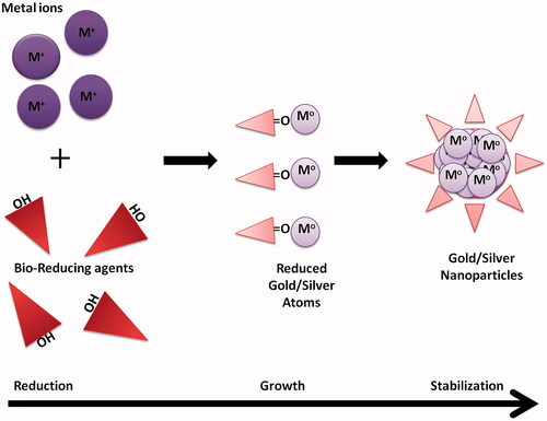 Figure 2. Mechanism of NPs formation by biological approach: reduction, growth and stabilization of NPs. M corresponds to Au or Ag.