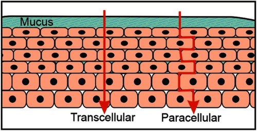 Figure 6 Schematic representation of transcellular and paracellular pathways.