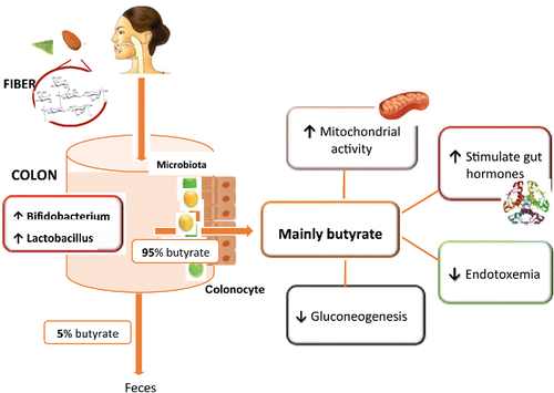 Figure 1. Prebiotic almond polysaccharides metabolism in human body.