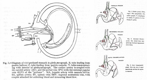 Figure 2 Lim’s vivisection experiments. Left shows experimental setup for vivi-perfusion of a dog’s stomach (Lim, Necheles, and Ni Citation1927). Right shows transplantation setup to investigate stomach secretion in a dog (Hou and Lim Citation1929).