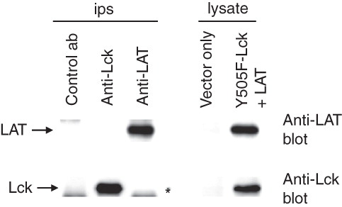 Figure 2. In vitro produced LAT and Y505F-Lck do not interact. LAT and Y505F-Lck proteins were produced in an in vitro transcription/translation system and successful production was established by Western blotting (lysate). Aliquots of the mix were used for Lck and LAT immonoprecipitations and immune complexes were analysed for the presence of associated proteins (ips). The star in the immunoprecipitations panel indicates the migration distance of the heavy chain of the immunoprecipitating antibody.