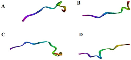 Figure 8. Three-dimensional structure of peptides. Generated by MolProbity from the in silico hydrolysis of the trypsin inhibitor purified from tamarind seeds [model number 56, conformation number 287 (TTIp 56/287)] with combined chymotrypsin and trypsin enzymes. (A) Peptide cleaved by chymotrypsin at position 12 (DTVHDTDGQVPL). (B) Trypsin-cleaved peptide at position 27 (ILPAQQGKGG). (C) Trypsin-cleaved peptide at position 59 (TVSQTPIDIPIGLPVR). (D) Trypsin-cleaved peptide at position 91 (TIAPACAPKPAR).