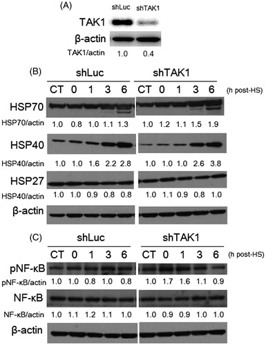 Figure 2. HSP induction and NF-κB phosphorylation in TAK1 knockdown cells in comparison to parental cells exposed to HS. (A) Expression level of TAK1 in control TAK1 knockdown versus its expression in control parent cells. (B) Time-dependent induction of Hsp70, 40, and 27 in cells exposed to HS. (C) Phosphorylation levels of NF-κB induced by HS. Band density was quantified and expressed as fold changes over the untreated control using Image J software.