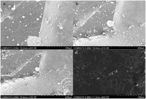 Figure 9. SEM photomicrographs of powdered hydrogel (a, b, c) and (d) cross sectional.