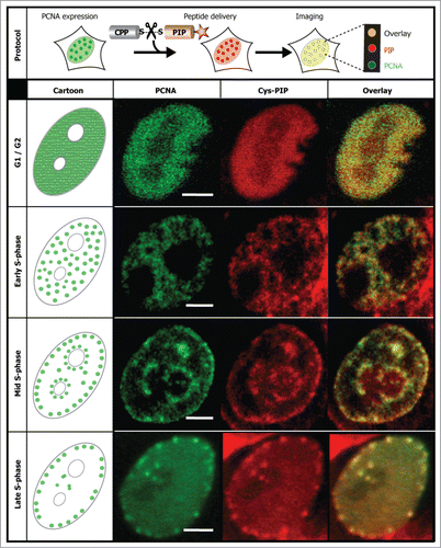 Figure 6. In vivo immediate labeling of DNA replication sites in S-phase. Cartoon representation of the experimental protocol and time-lapse snapshots obtained using confocal microscopy are illustrated. GFP tagged PCNA expressing cells at different cell cycle stages recognizable by the PCNA sub-nuclear patterns were identified and the same peptide as in Figure 5, PL coupled to TAT peptide via disulfide bridge [TAT(-SS-)PL-R], when added to the extracellular media, labeled the sites of active DNA replication. Experiments were repeated at least three times. Scale bar 5 μm.