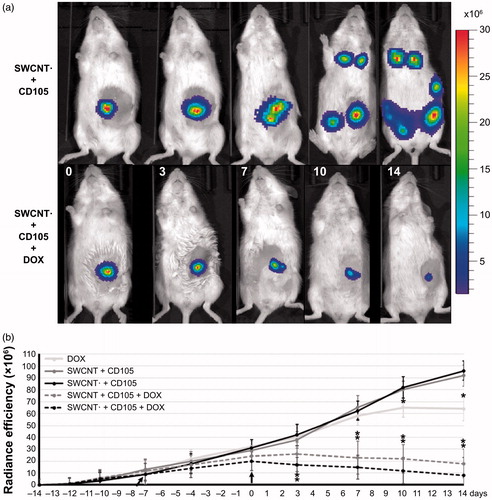 Figure 9. (a) BLI images of tumour-bearing mice at 0, 3, 7, 10, and 14 d after injection of either SWCNT⋅ + CD105 (upper row) or DOX-loaded SWCNT⋅ + CD105 (lower row) showing the progression of tumour and eventual metastasis following inoculation of 4T1-Luc2 breast cancer cells in the left inguinal mammary fat pad. (b) Quantitative assessments of radiance efficiency following intravenous injection of either free DOX or CD105- conjugated SWCNT samples with or without either iron tagging (⋅) or drug loading (DOX) accomplished to evaluate treatment-induced responses. Black arrows highlight the time of DOX or SWCNT injections [Citation93].