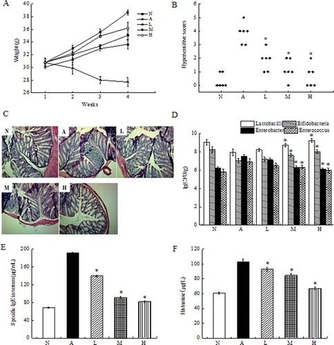 Figure 2. Protective effect of live L. acidophilus KLDS 1.0738 strains against β-Lg- -induced allergy in BALB/c mice.BALB/c mice were sensitized intraperitoneally on days 7, 14 and 21 with 1 mg/mL of β-Lg plus Freund’s adjuvant at a total volume of 0.2 mL (A: allergic group). L. acidophilus bacteria suspension (L: low dose, 107 CFU/mL; M: medium dose, 108 CFU/mL; H: high dose, 109 CFU/mL) was intragastrically given to the β-Lg-challenged mice three times a week from days 1 to 28. Control mice were treated with sterile saline (N). Body weight (A), anaphylactic score (B), colon H&E staining (C), fecal microflora (D), the production of β-Lg-specific IgE (E) and histamine (F) in serum were measured in the mice. All results are representative for 3 independent experiments. Results of experiments are means ± SD (n = 6 mice per group). *P < 0.05 versus allergic group by the ANOVA-LSD post hoc test.
