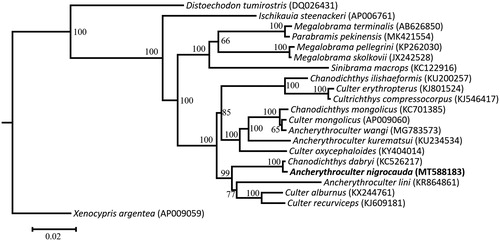 Figure 1. Phylogenetic tree of Ancherythroculter nigrocauda and the other 19 Cyprinidae species based on maximum likelihood (ML) method. The Xenocypris argentea is used as an outgroup. The ML bootstrap value is shown at the nodes.