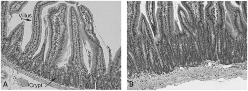 Figure 4. Qualitative evidence for sustained crypt hyperplasia following exposure to captan for 28 days. (A) Representative transverse section of control mouse SI. (B) Representative transverse section of SI in a mouse exposed to 6000 ppm folpet in diet. Folpet-induced short term cytotoxic and proliferative changes in the mouse duodenum, Gordon et al., Toxicology Mechanisms and Methods, reprinted by permission of Informa UK Limited, trading as Taylor & Francis Group, www.tandfonline.com