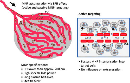 Figure 3. The main rules governing active and passive targeting for magnetic hyperthermia. Both active and passive targeting are based on the EPR effect. Via active targeting nanoparticle internalisation into target cells in augmented. TV, tumour vessel; T, tumour; TC, tumour cell; ECL, endothelial cell layer; MNP, magnetic nanoparticle; HD, hydrodynamic diameter; MNP, magnetic nanoparticles.