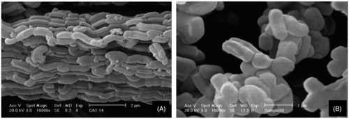 Figure 3. SEM images of soxhlet (A) and calcined (B) SBA-15.